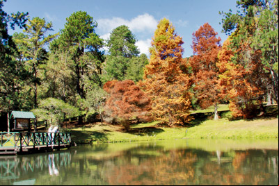 Parque Estadual Horto Florestal Campos do Jord